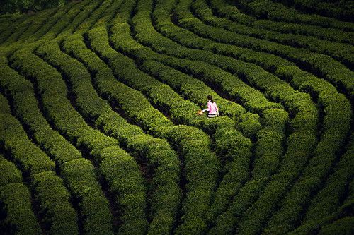 茶叶产业深度开发,组织力量研发制定了武当道茶生产技术规程和产品