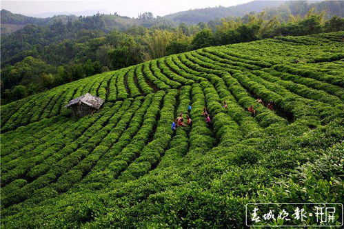 有一种叫云南的生活 全国唯一注册认定的 千年茶乡