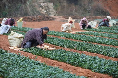 厉害了 玉屏种了4500万株茶叶苗