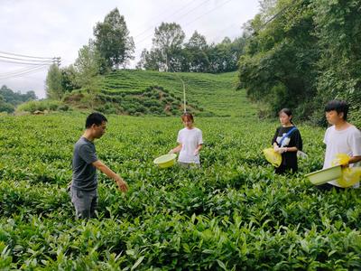 信阳农林学院茶学院2021年暑期社会实践活动启航