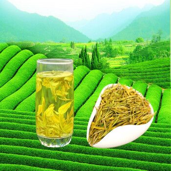 沁满堂 黄金茶 生态绿茶 茶叶 2019新茶 商务礼盒装 私人订制产品