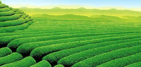 茶叶种植与加工产业链分析 深加工只占3%