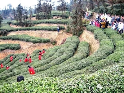 做茶也需工匠精神--龙宝农业掌门人张里建的茶叶梦