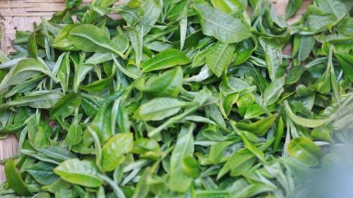 有一种叫云南的生活 茶香飘满茶山 保山施甸首批春茶开采