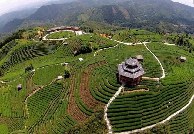 生态茶园观光旅游,茶旅一体化的种植开发.