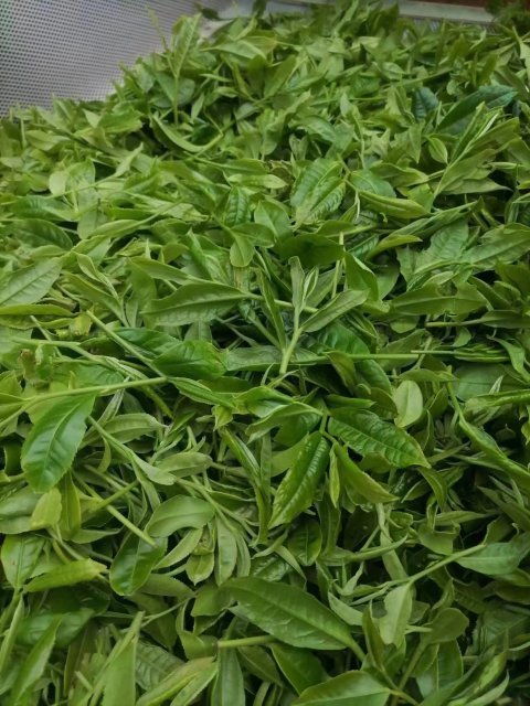 古树茶鲜叶每公斤均价60元 云南龙陵春茶迎来采收旺季