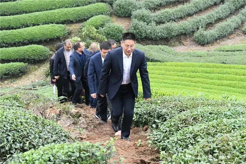 武义县委书记带队调研壶山街道茶产业发展