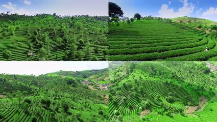 茶叶种植园和茶山4K航拍
