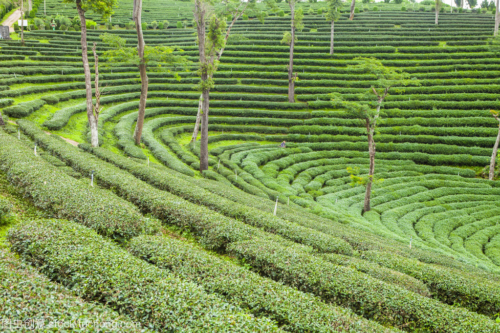 在泰国的茶叶种植园