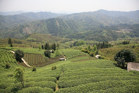美丽的茶叶种植基地