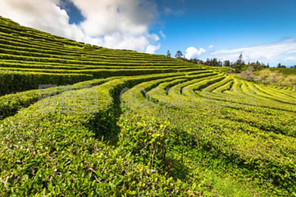 葡萄牙亚速尔群岛萨奥米格尔茶叶种植园