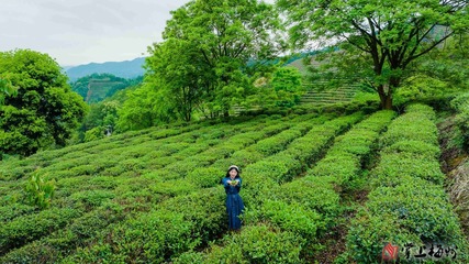 茶香氤氲 一叶致富!蕉岭县全产业链推动富硒茶产业高质量发展